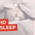 ADHD & Sleep